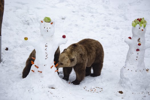 Brown bears and the snowpeople