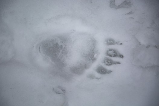 Bron bear footprint in snow