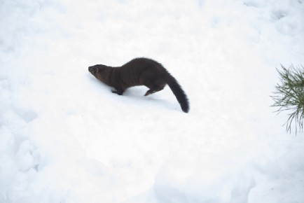 European mink (male) running in snow