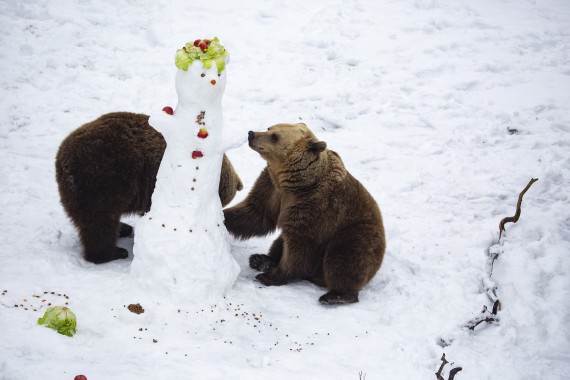 Brown bears and the snowpeople