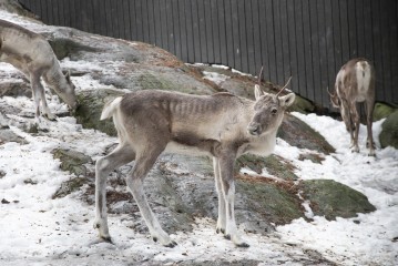 European forest reindeer (young male)
