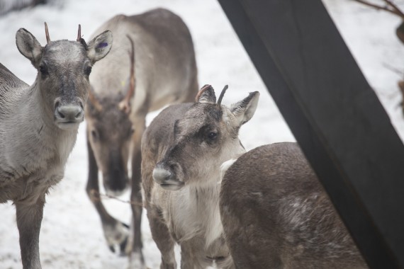 European forest reindeer in Korkeasaari Zoo