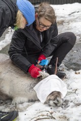 Setting up GPS ear tag for the European forest reindeer