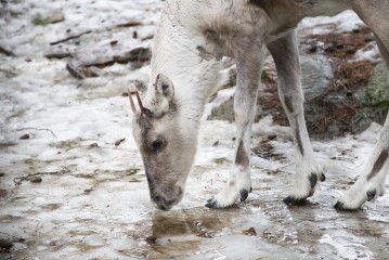 European forest reindeer (young female)