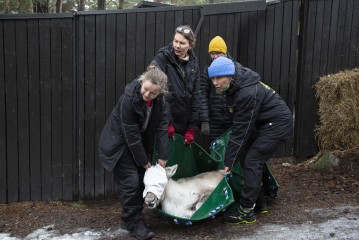 Transporting European forest reindeer