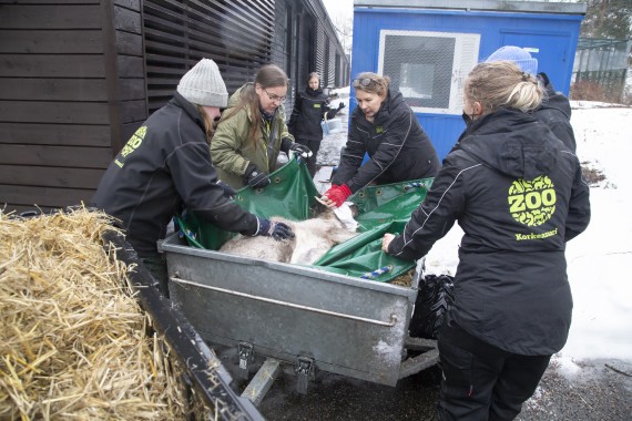 Transporting European forest reindeer from Wildlife Hospital