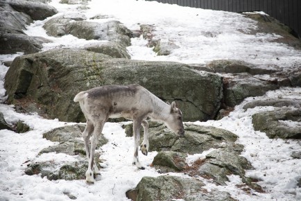 European forest reindeer (young female)