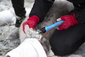 Setting up GPS ear tag for the European forest reindeer