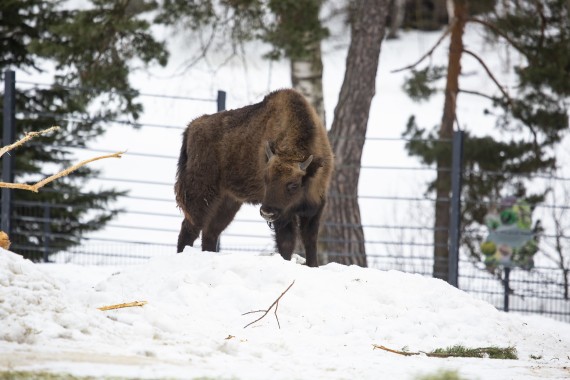Young European bison