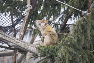 Young Barbary macaque