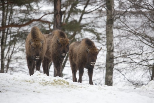 European bison calves