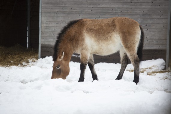 Przewalski's wild horse