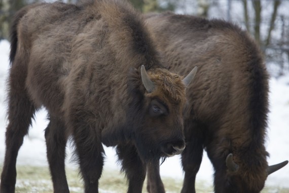 European bison calves