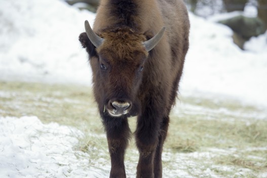 European bison calf