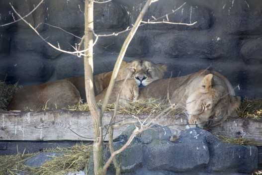 Asiatic lions (female) sleeping