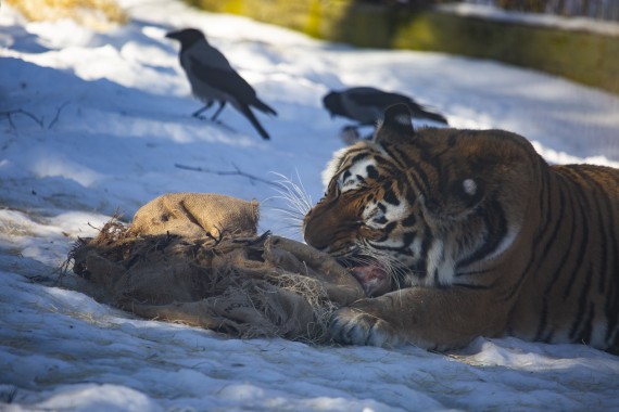Amur tiger (female) eating
