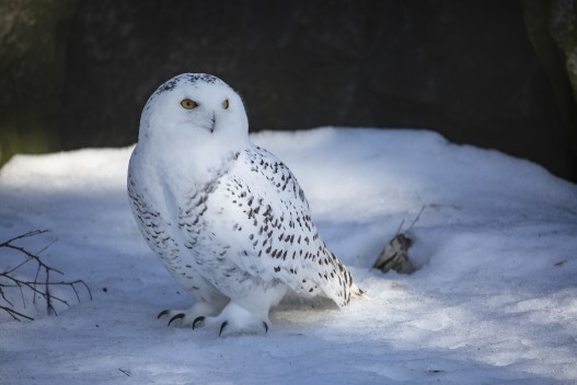Snowy owl (Bubo scandiacus) - FEMALE