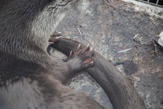 European otter's paw