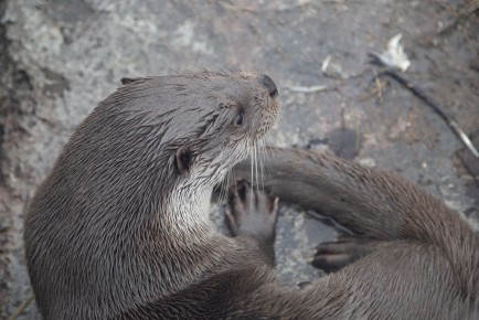 European otter (male)
