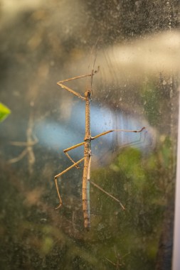Bud-wing stick insect