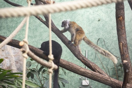 Black lemurs (male and female)