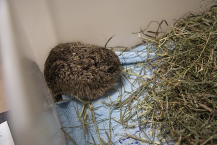 Baby hare in Wildlife Hospital