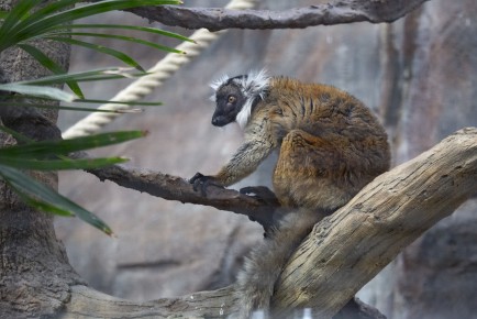 Black lemur (female)