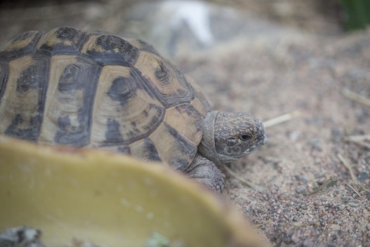 Eastern Hermann’s tortoise