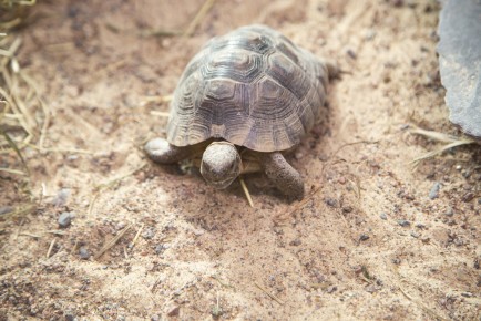 Mesopotamian tortoise