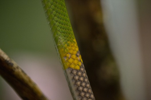 Red-tailed racer