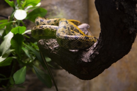 Taiwan beauty rat snake