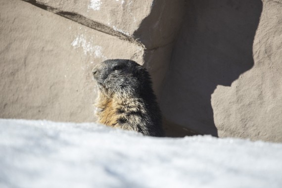 Alpine marmot has woken after the winter