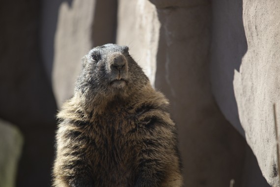Alpine marmot has woken after the winter