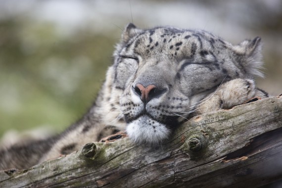 Snow leopard sleeping