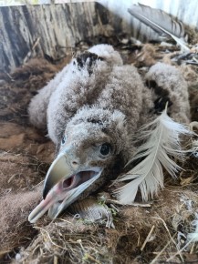 Bearded vulture chick