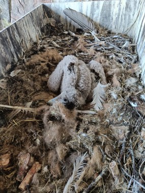 Bearded vulture chick