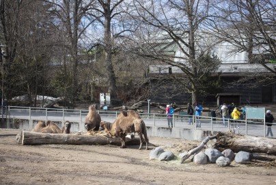 Bactrian camels