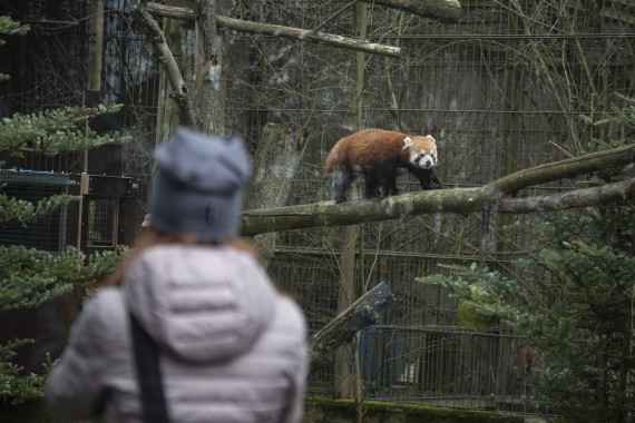 Zoo visitor and red panda