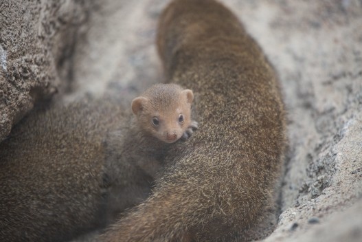 Dwarf mongoose cub