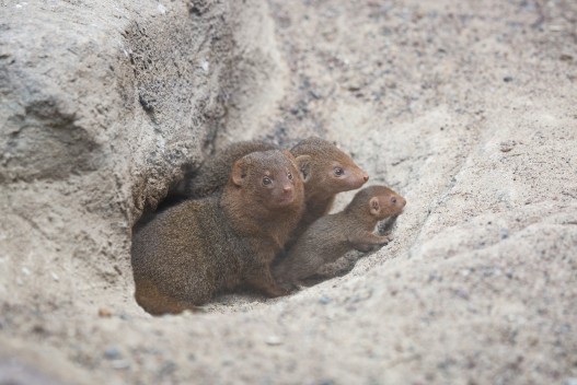Dwarf mongoose family