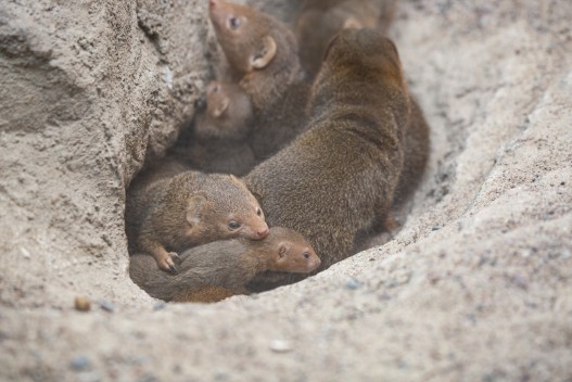 Dwarf mongoose family