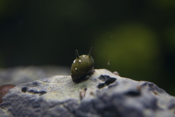 Hair thorn nerite snail