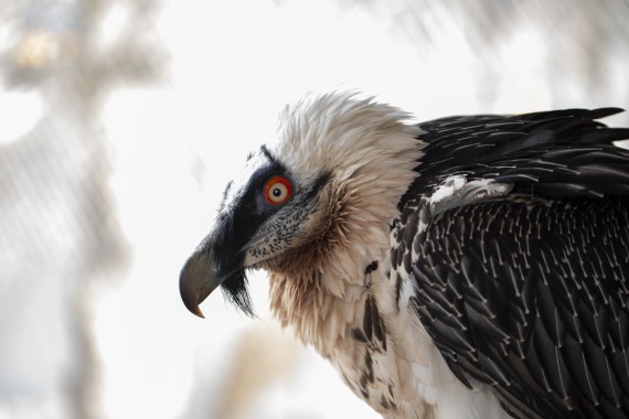 Bearded vulture (female)