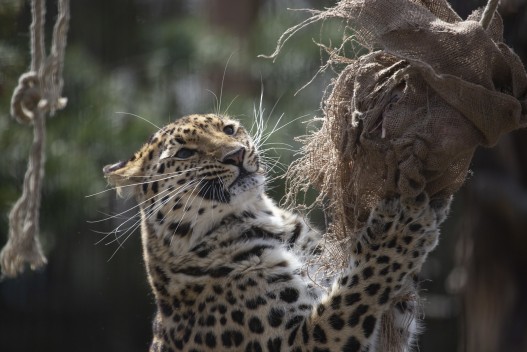 Amur leopard (female) enrichment feeding