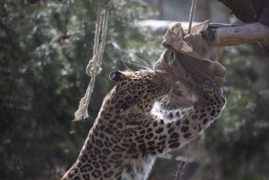 Amur leopard (female) enrichment feeding