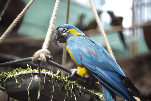 Blue-throated Macaw