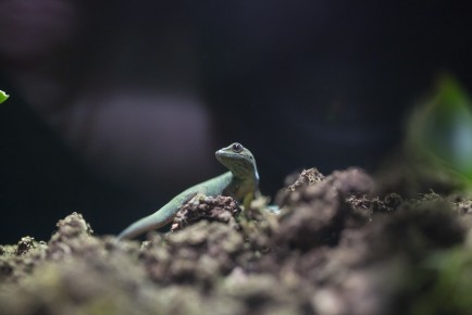 Young turqoise dwarf gecko