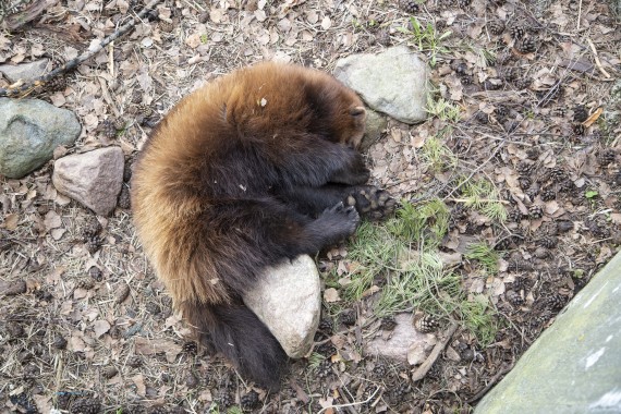 Wolverine (male) sleeping