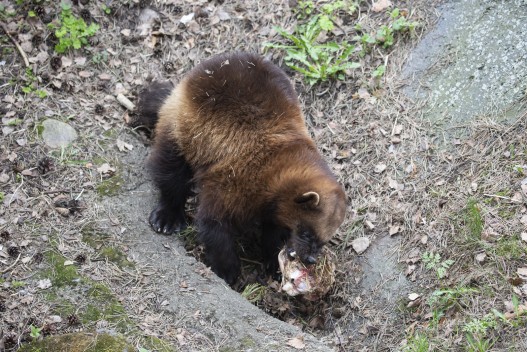 Wolverine (male) eating