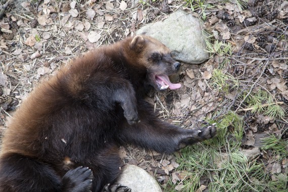 Wolverine (male) yawning
